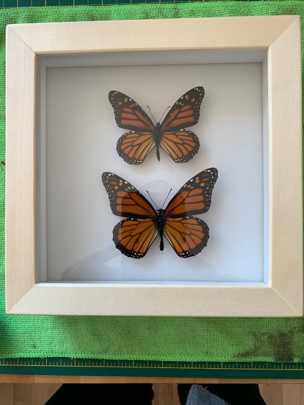 Cadre décoratif , vrais  papillons couple  Monarque dans Décoration intérieure et accessoires  à Ville de Montréal - Image 2