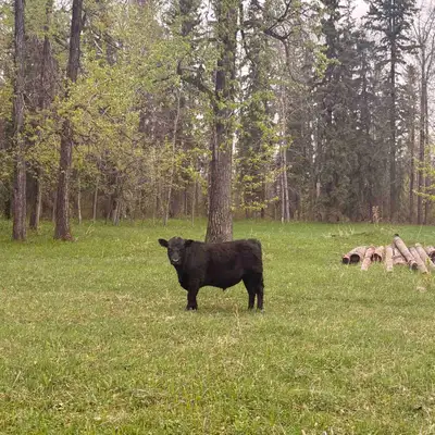 Purebred Lowline Angus breeding bull, View more