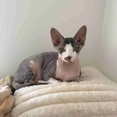 Sphinx Female Cat, View more