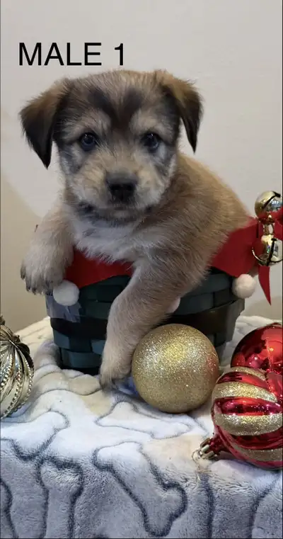 RARE PUPPIES BREED - Just in time for the Holidays!, View more