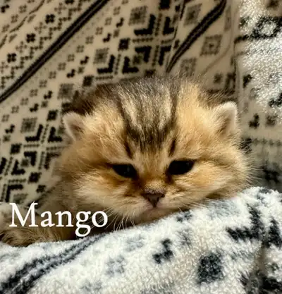 Scottish Fold & British shorthair Kittens!, View more