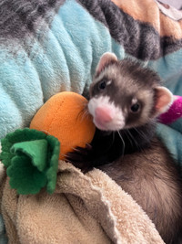 ISO a friend for my ferret 