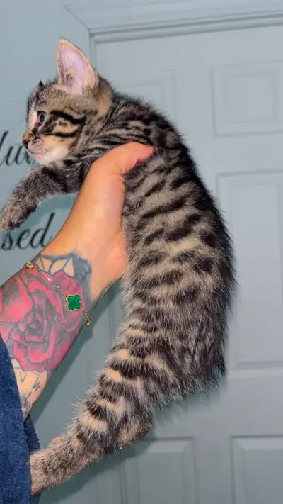 Il me reste que 2 bébés chats Highland lynx mix à vendre , tricolore Chatons Highland Lynx les 2 ont...