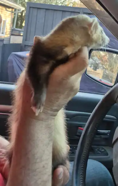 ferret for rehoming, View more