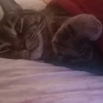 Kittens rehoming , View more