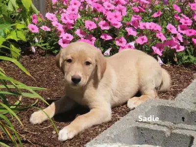 Golden retriever mix puppies., View more