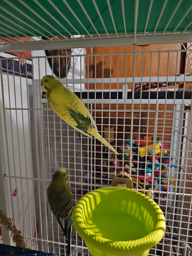 Budgies for sale !! in Birds for Rehoming in Trenton - Image 3