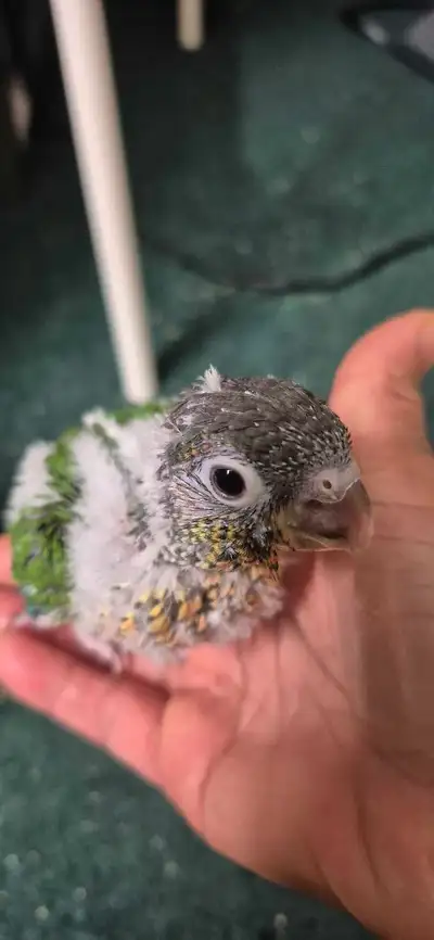 5 weeks baby conure, View more