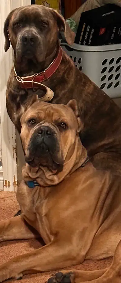 We have a beautiful litter of purebred Cane Corso puppies available! Born: June 21, 2026 (Father's D...