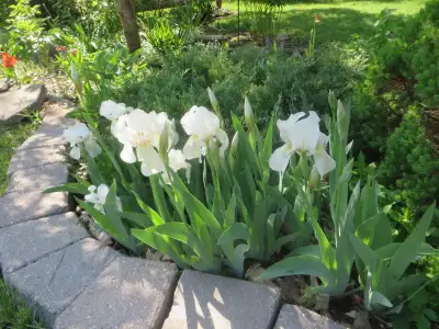 White Irises, Medium Length , Blooming now, Airport Are, View more