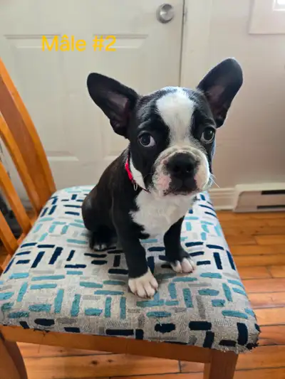 Magnifique chiots Frenchton, View more