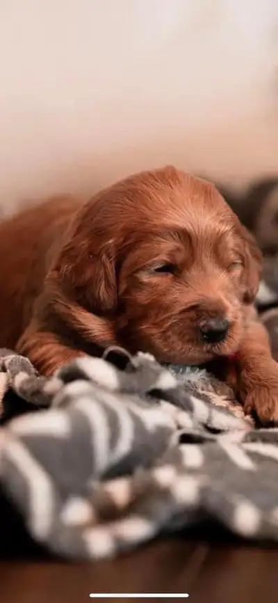 EO Doodles: Ontarios Popular Breeder. 613-921-5347 Web: eodoodles.com Mini & Med Golendoodles 2026 L...