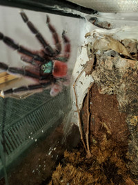 Male Caribena Versicolor