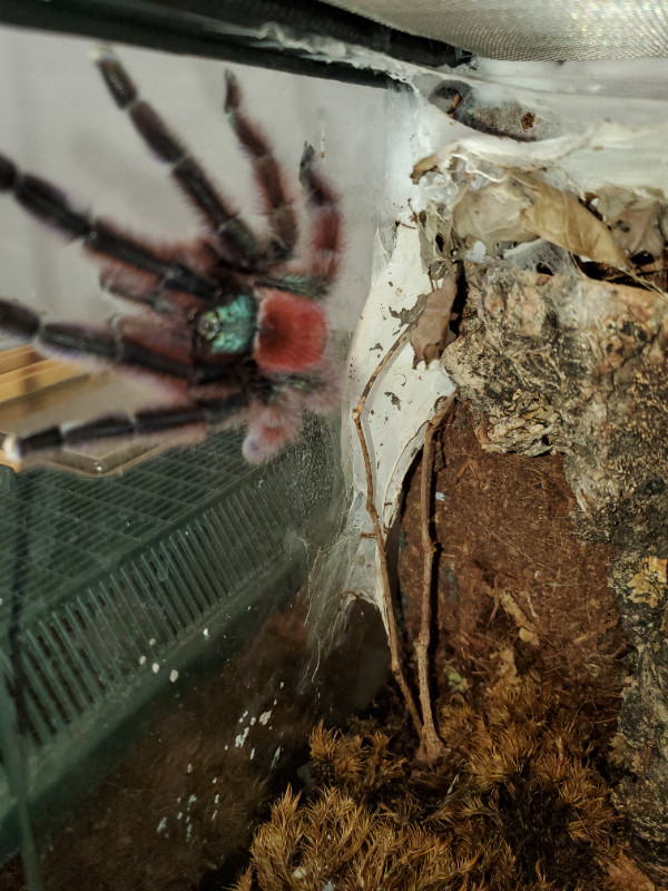 Male Caribena Versicolor in Small Animals for Rehoming in City of Toronto