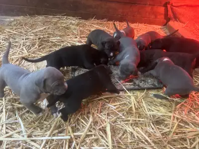 Strong, Healthy Puppies – Rare Colours – Ready Soon, View more