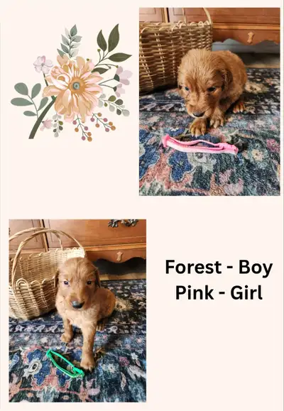 Red Golden Retriever Puppies, View more