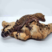 Bawangling cave gecko breeding trio
