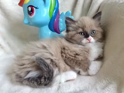 ( English follows ) * Spécial Été * Nouvelle portée de Chatons Ragdolls Pure Race/ sevrés disponible...