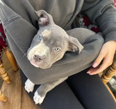 puppies ready to go!, View more