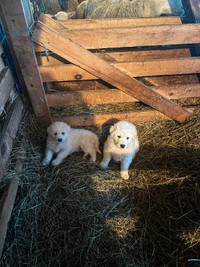 Great Pyrenees puppy’s