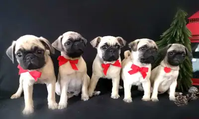 Chiots Pug Carlin mâles et 1 femelle prêts à partir!Ready to go!, View more