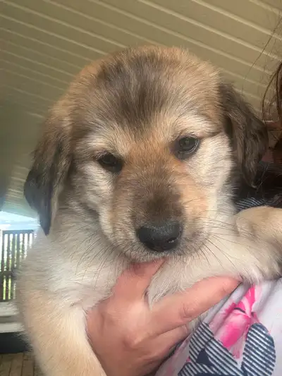 Golden/Mini Aussie x Shepherd mix puppies, View more