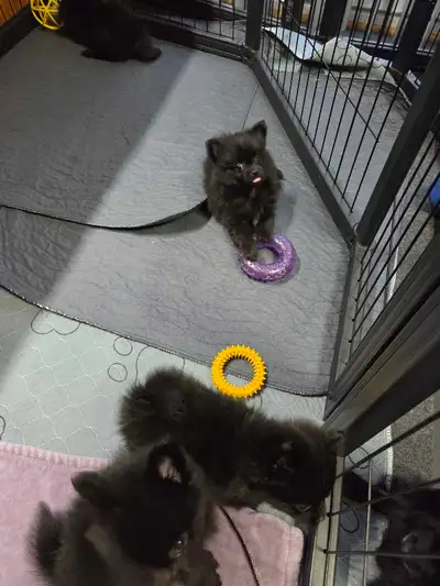 Purebred Pomeranian Puppies , View more