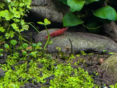 Bloody Mary Cherry Shrimp, View more