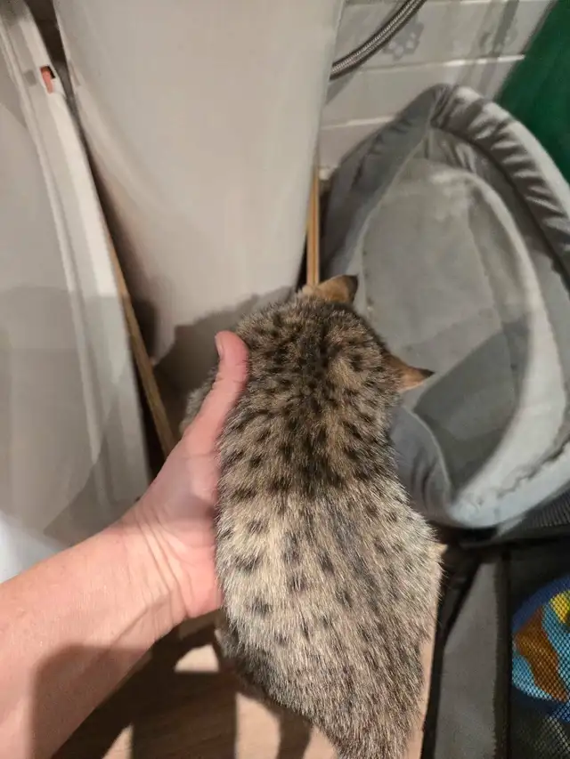 disponible  chaton bengal lynx in Cats & Kittens for Rehoming in Saint-Hyacinthe - Image 3