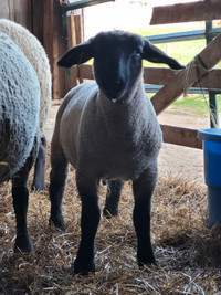 Pure suffolk ram lamb. Can be registered 