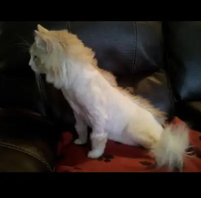 Professional Mobile Groomer Available For Cat Grooming, View more