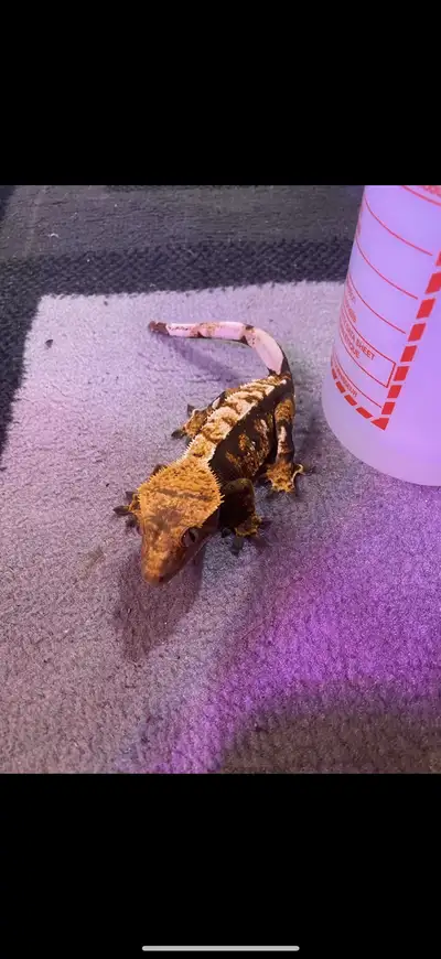 Crested gecko, View more