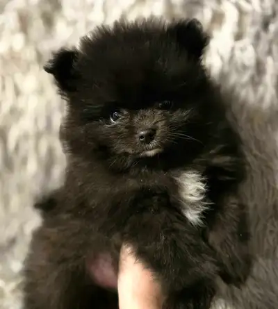 Pomeranian Puppies Ready For Forever Homes, View more