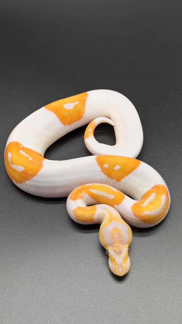 Python royal dans Reptiles et amphibiens à adopter  à Longueuil/Rive Sud - Image 2
