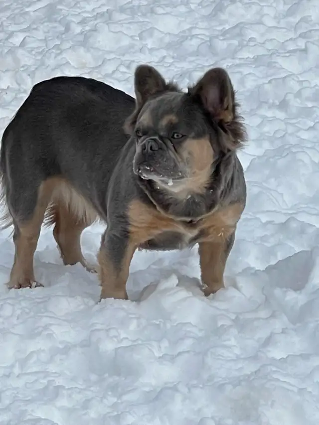 French bulldog adult female in Dogs & Puppies for Rehoming in Markham / York Region - Image 5