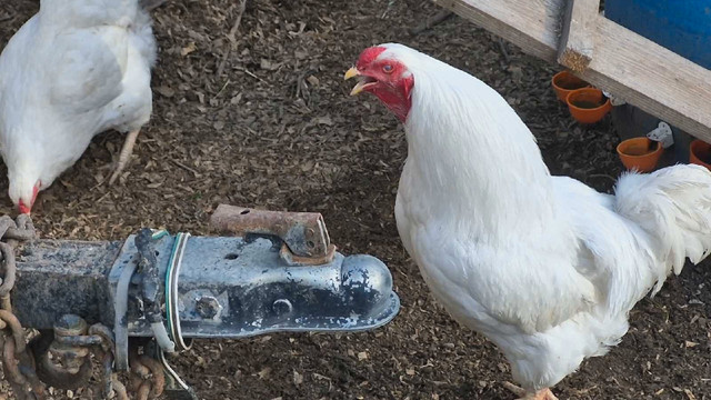 Acceptons vos poules - ferme écologique dans Animaux de ferme  à Shawinigan