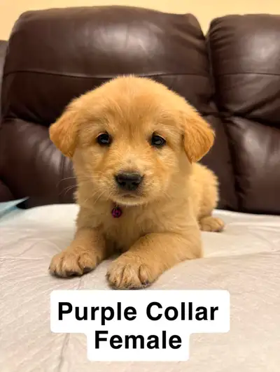 Our lovable Golden Retriever Puppies, each waiting to find their forever homes! Born and raised in a...
