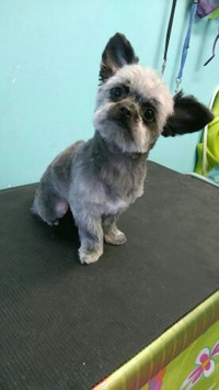 Awesome Pawsome Dog Grooming