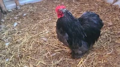 blue cochin rooster, View more