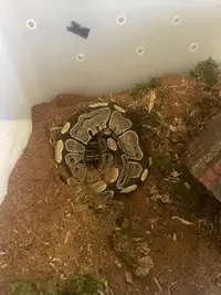 Free ball python - MUST HAVE A 120 gallon enclosure 