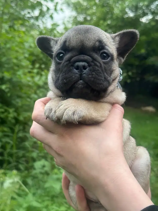 best quality French bulldog puppy’s in Dogs & Puppies for Rehoming in Laval / North Shore - Image 3