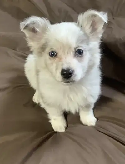 Papillon puppies, View more