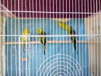 8 Budgies for sell