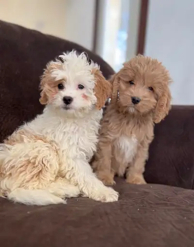 You can contact us anytime at 5192610199 Happy to introduce puppies. Asking $850 each and $600 for b...
