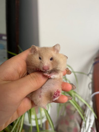 beautiful long haired, rex, short haired baby hamsters