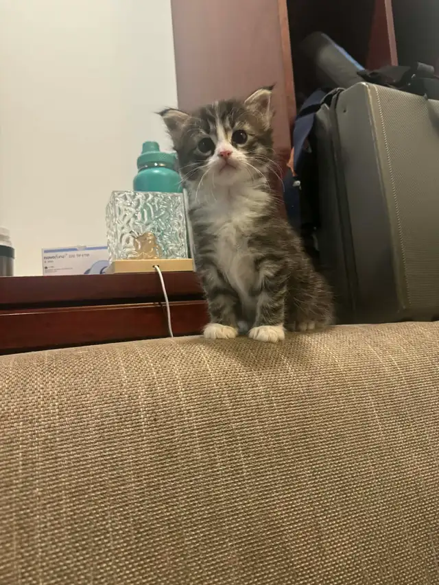 Tuxedo &amp; Siberian x Tabby kittens. 1 boys 2 girsl. 5 weeks old