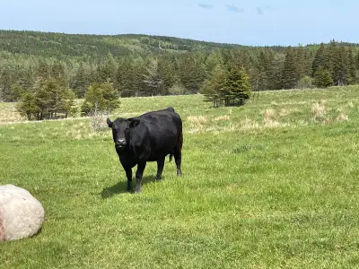 black angus X black simmental, View more
