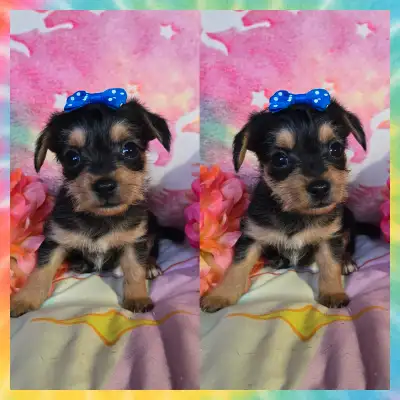❤️YORKIE❤️MALE, View more
