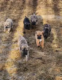 Perro de Presa Canario puppies (Spanish Mastiff)