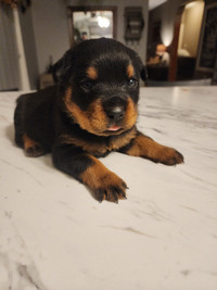 Pure bred Rottweiler puppies *only 1 male left...